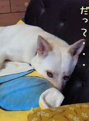 f0195543_2319160.jpg