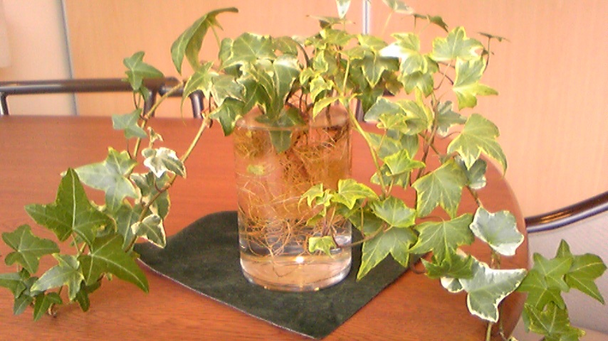 b0071558_1634438.jpg