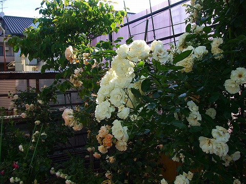 a0104162_19541328.jpg
