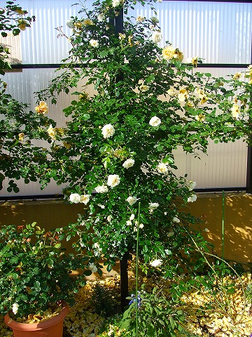 a0104162_19542350.jpg
