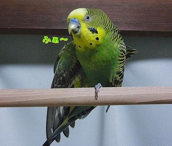 f0196665_2357644.jpg