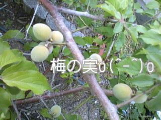 f0061067_20325532.jpg