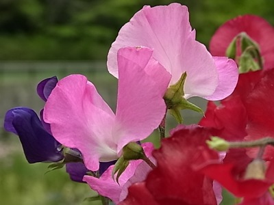 c0209377_1232664.jpg