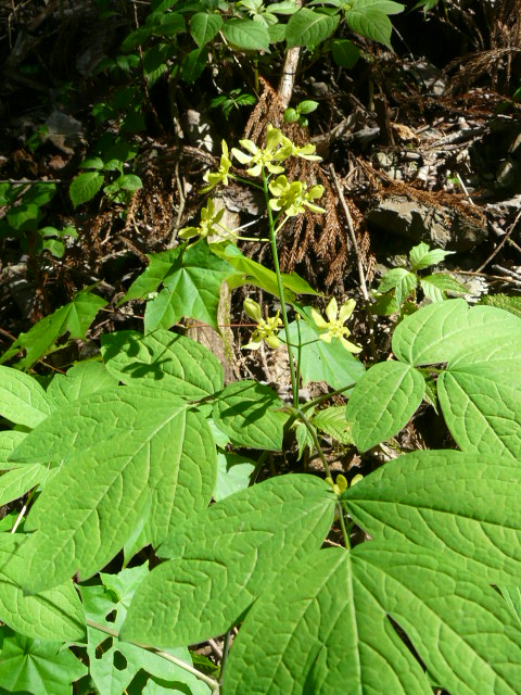 e0145782_16465871.jpg