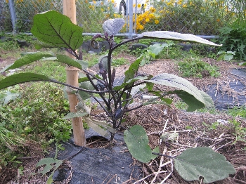 f0003283_20361643.jpg