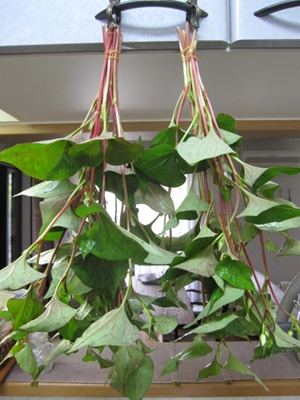 b0186899_214852100.jpg