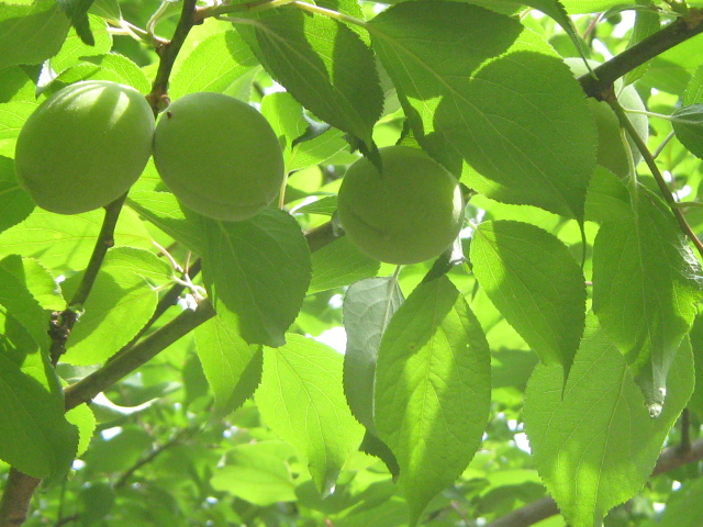 f0146802_2329160.jpg