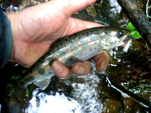 f0164503_5503788.jpg