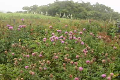 a0188405_22184761.jpg