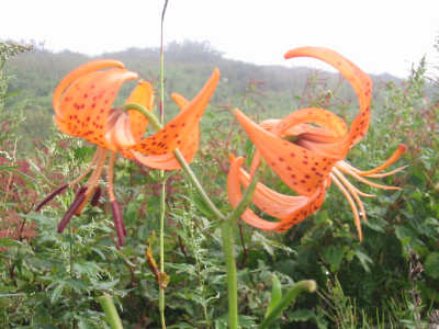 a0188405_22202250.jpg