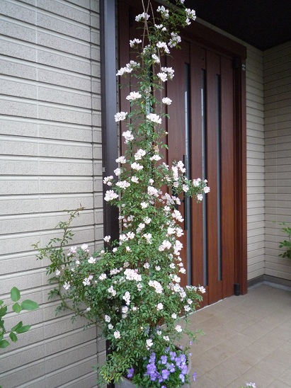 f0150620_2050215.jpg