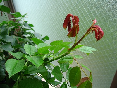 a0111621_16551491.jpg