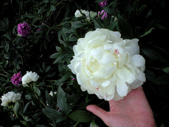 b0080027_22552973.jpg
