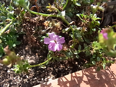 b0019140_12433321.jpg