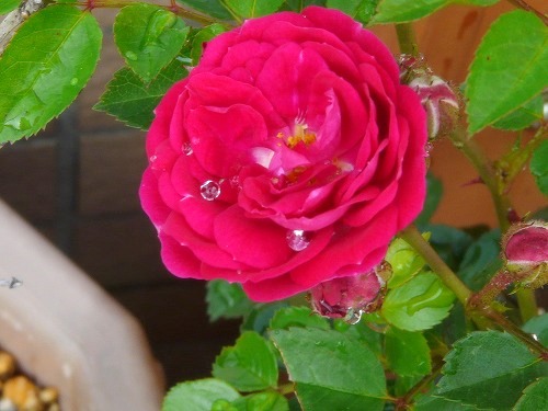 c0096941_14513425.jpg