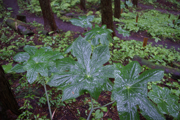f0214649_681567.jpg