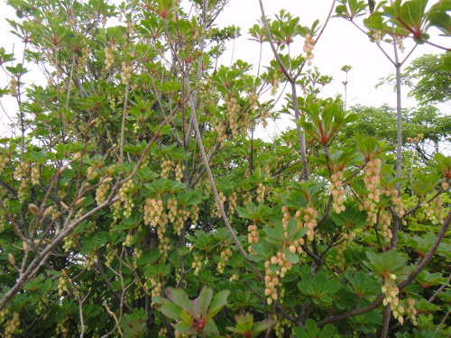 c0179351_20291565.jpg