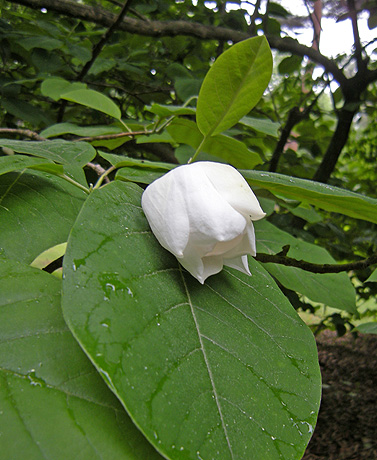 a0001354_22341341.jpg
