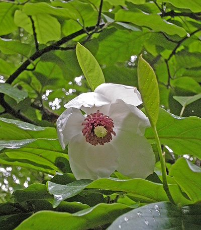 a0001354_22361238.jpg