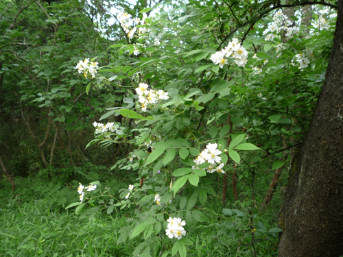 b0045357_9373394.jpg