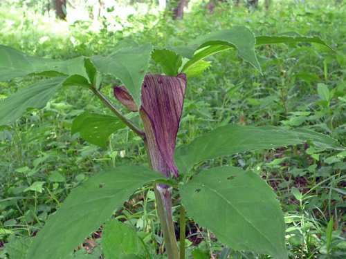 b0045357_9381733.jpg