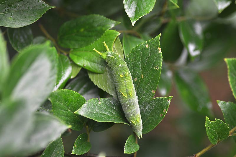 c0043361_0101421.jpg