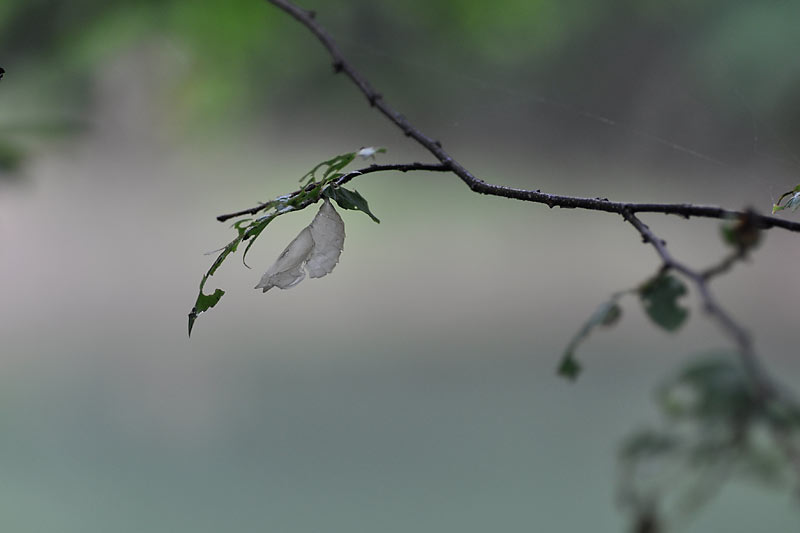 c0043361_04753.jpg