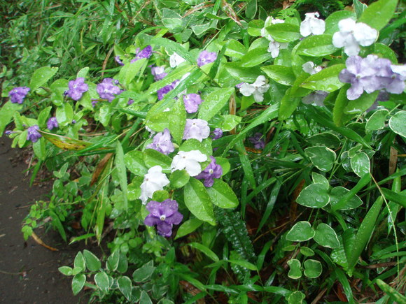 f0165567_5264366.jpg