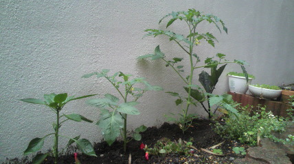 c0144868_5201018.jpg