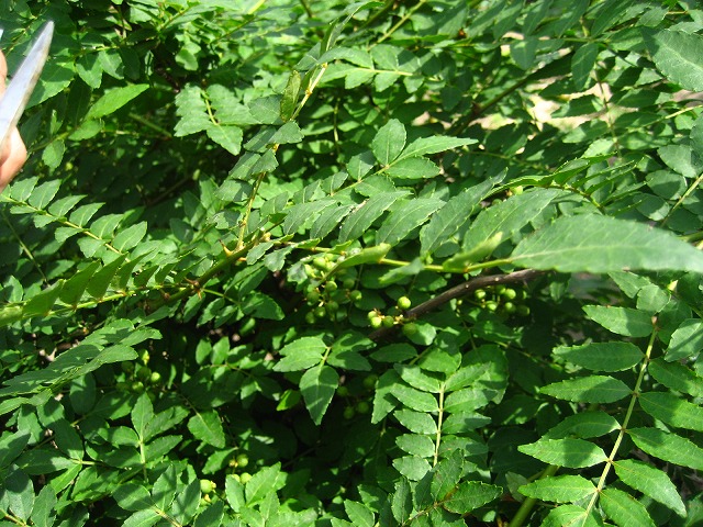 e0106372_9561186.jpg
