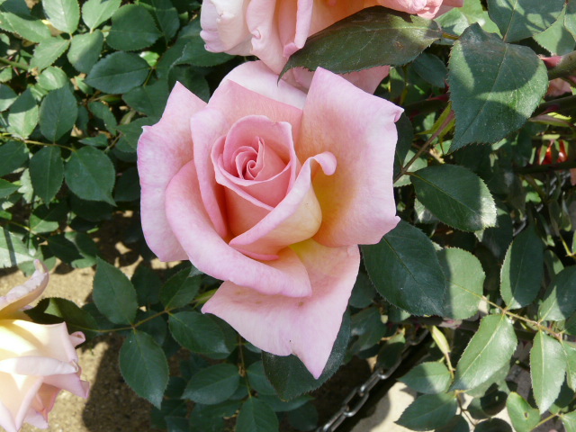 e0145782_11104222.jpg