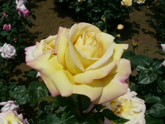 e0145782_111117.jpg
