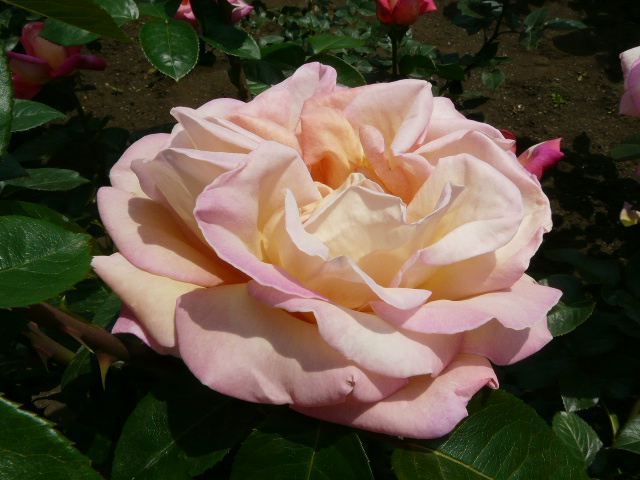e0145782_11112371.jpg