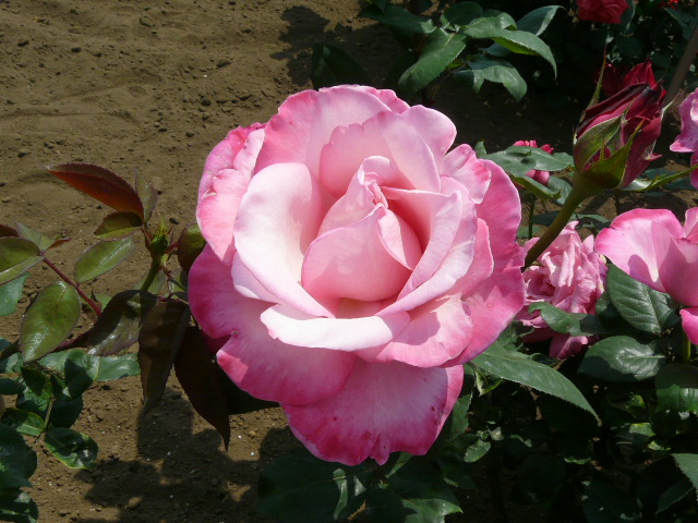 e0145782_11125666.jpg