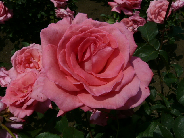 e0145782_11144223.jpg