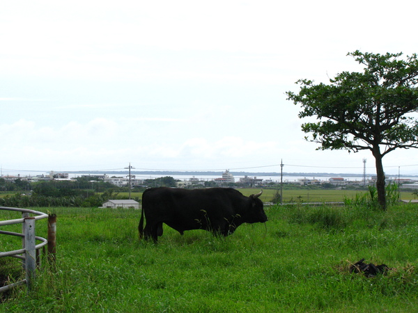 c0064389_1841136.jpg