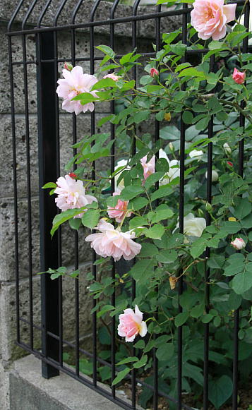 d0166303_21513841.jpg