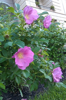 a0172410_1010100.jpg