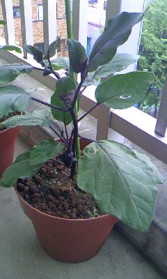 a0048014_10341140.jpg