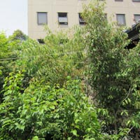 d0033734_8572189.jpg