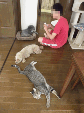 c0136736_11232755.gif