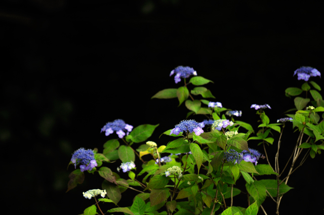 f0176458_14521341.jpg