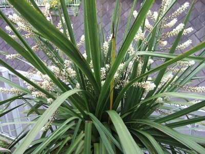 e0225164_5115930.jpg