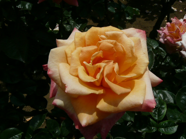 e0145782_18232574.jpg