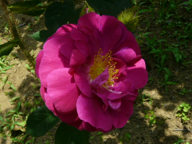 e0145782_18251142.jpg