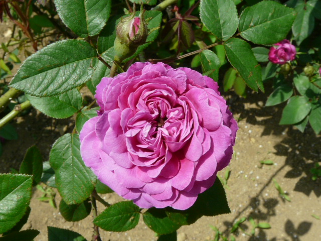 e0145782_18291513.jpg