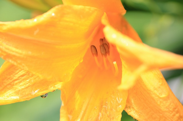 a0188405_10291031.jpg