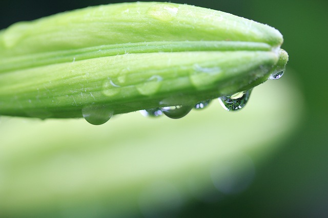 a0188405_10295161.jpg