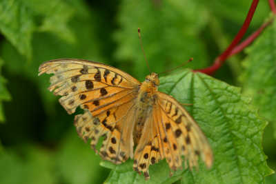 a0188405_19225154.jpg