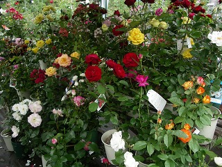 c0190010_22363921.jpg